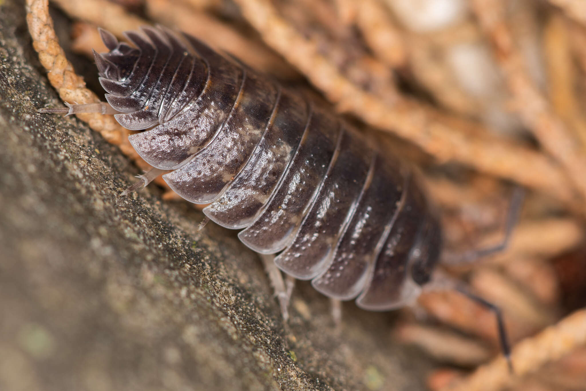 Image of Porcellio obsoletus Budde-Lund 1885