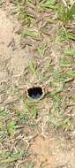 Image de Junonia orithya wallacei Distant 1883