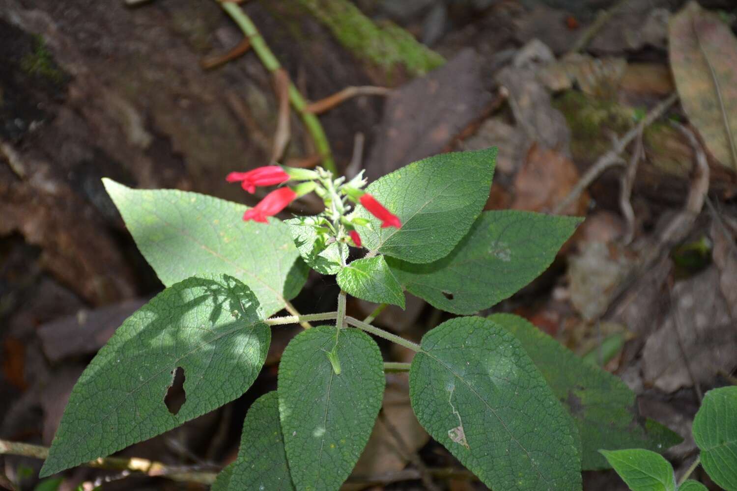 Image of Salvia karwinskii Benth.