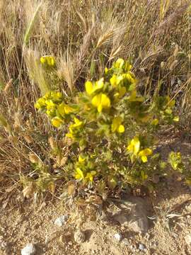 Image of Ononis viscosa L.