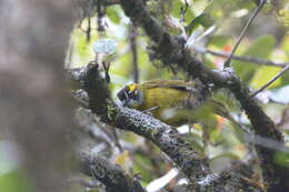 Image of Yellow-eared Bulbul