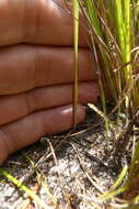 Image de Ixia stricta (Eckl. ex Klatt) G. J. Lewis