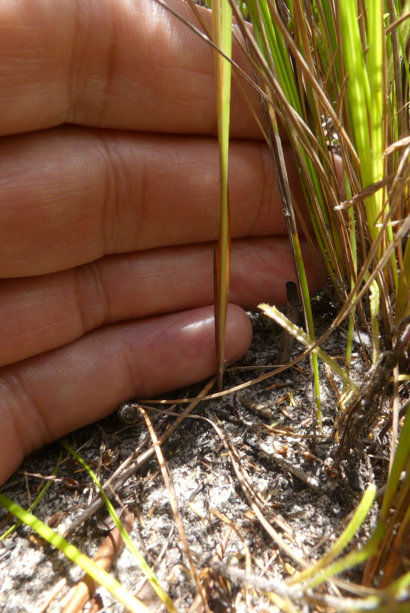 Image of Ixia stricta (Eckl. ex Klatt) G. J. Lewis