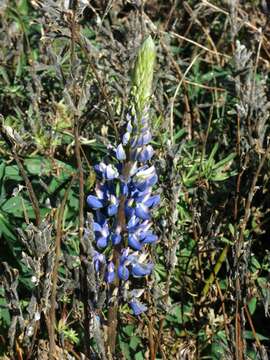 Image of big-leaved lupine