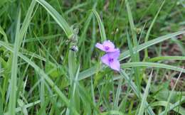 Image of longbract spiderwort