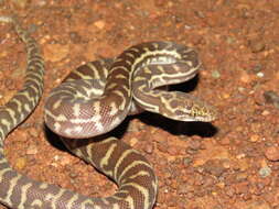 Image of Children's Python