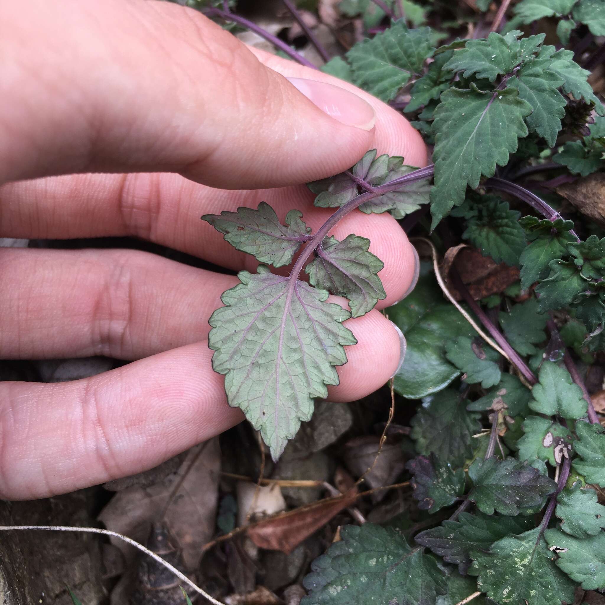 Image of Salvia hayatae Makino ex Hayata