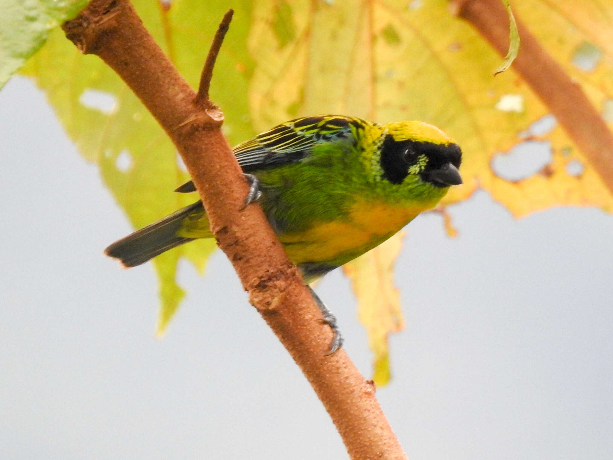 Tangara schrankii (Spix 1825) resmi