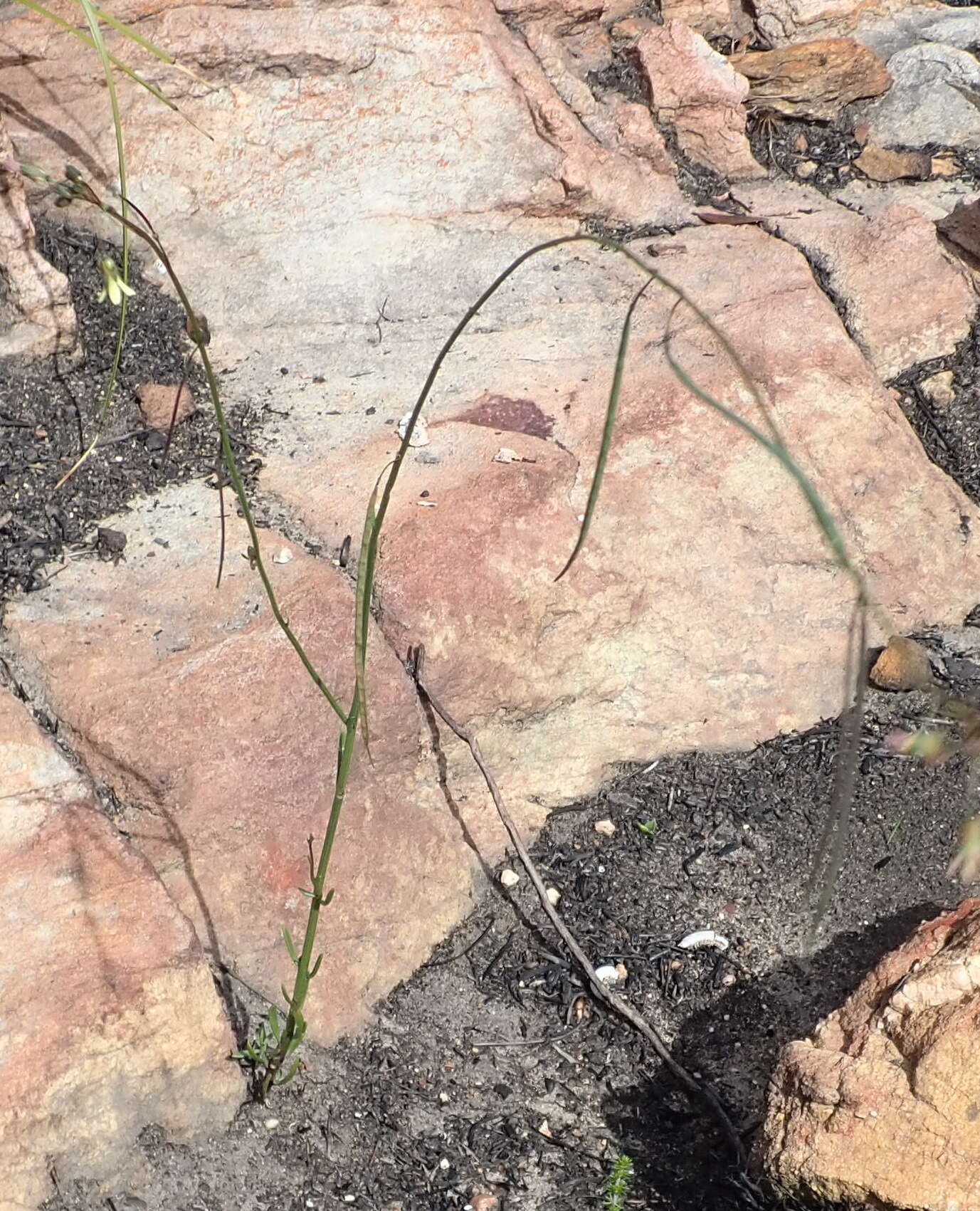 Слика од Heliophila elongata (Thunb.) DC.