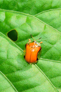 Image of Charidotella (Chaerocassis) emarginata (Boheman 1855)