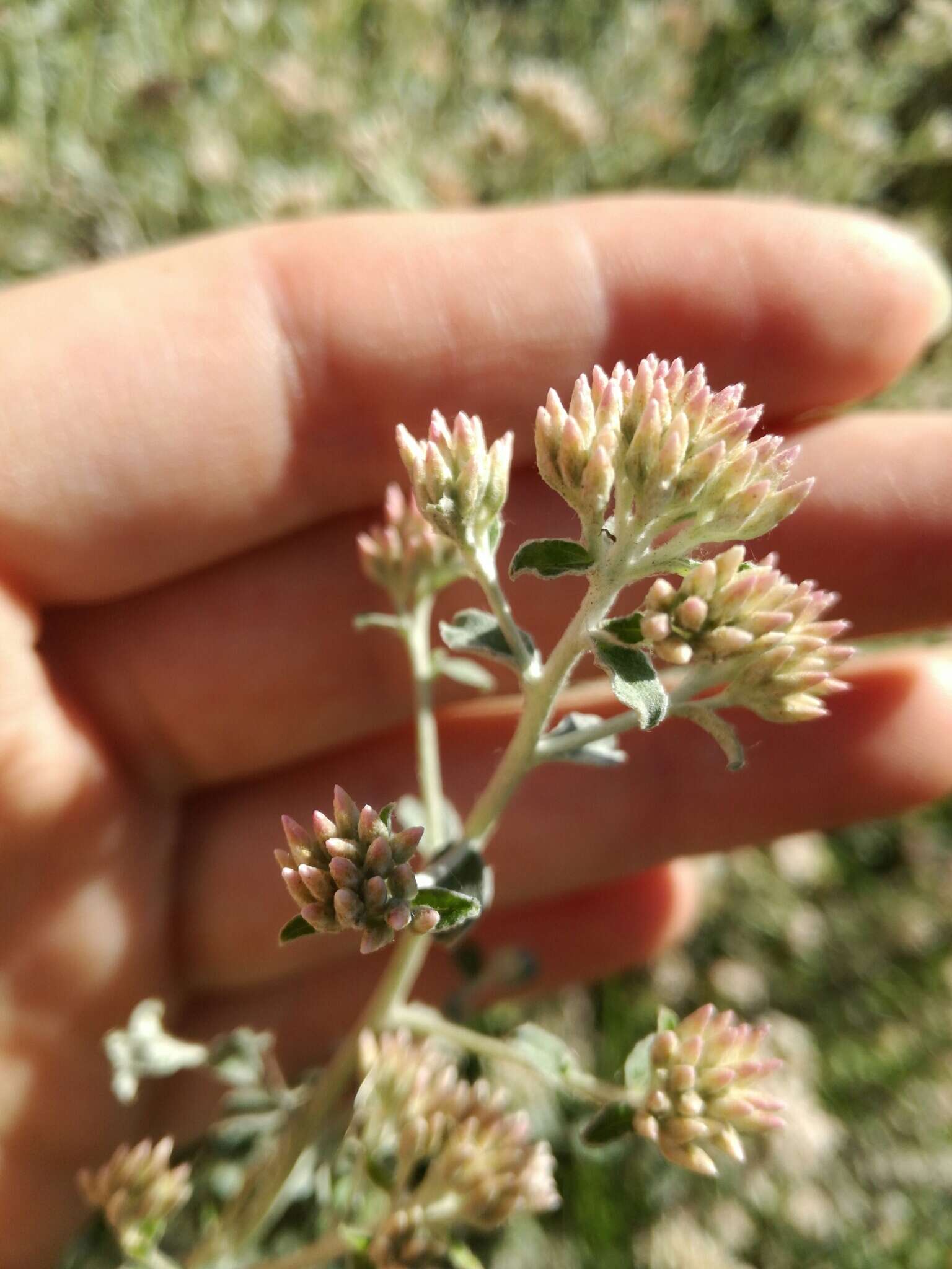 Слика од Plecostachys serpyllifolia (Berg.) O. M. Hilliard & B. L. Burtt