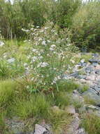 Image of white panicle aster