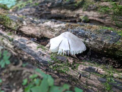 Image of Mycena niveipes (Murrill) Murrill 1916