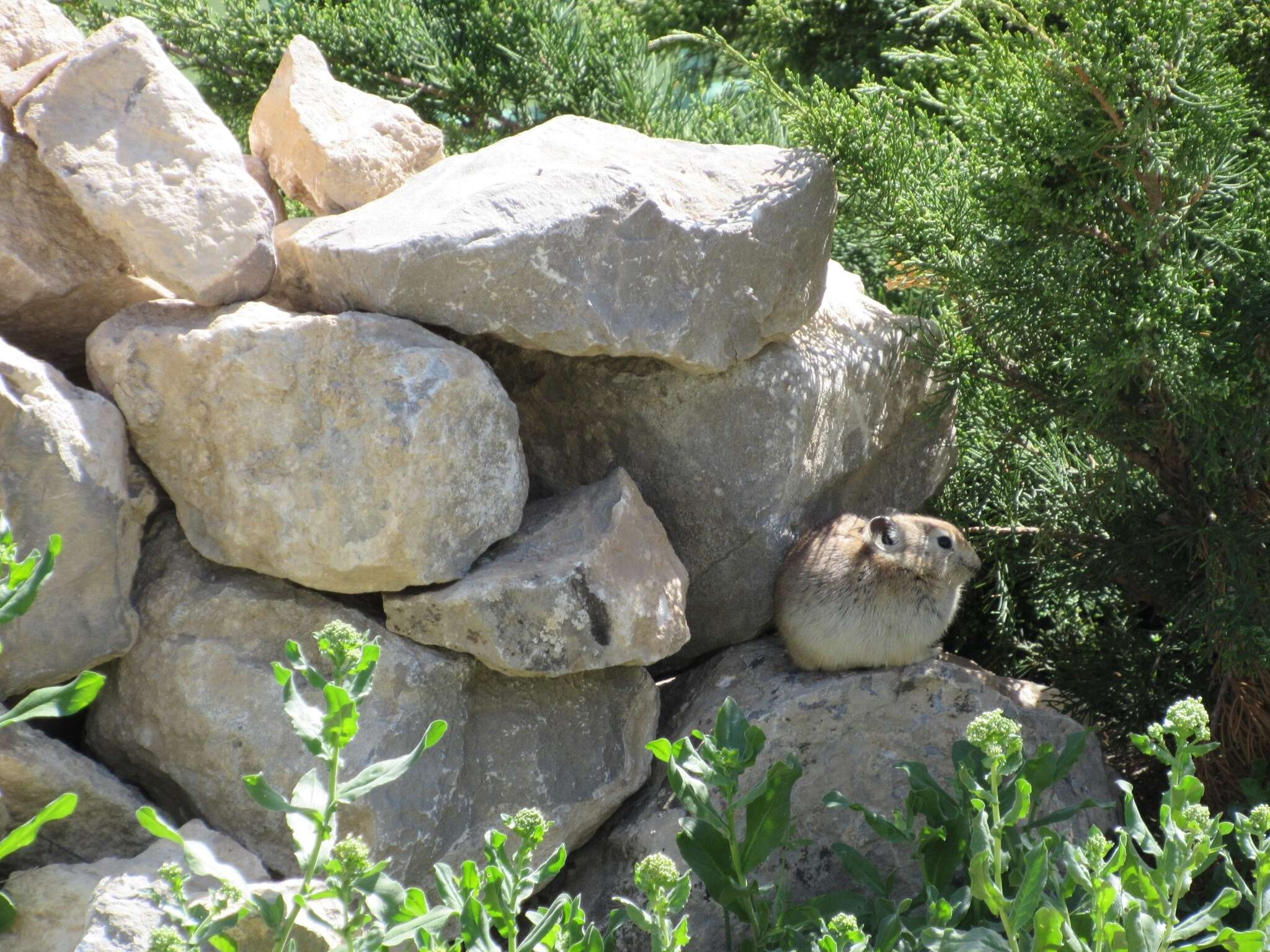 Image of Afghan Pika