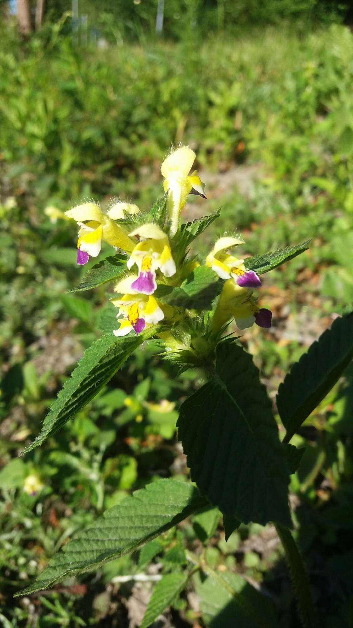 Image of Edmonton hempnettle