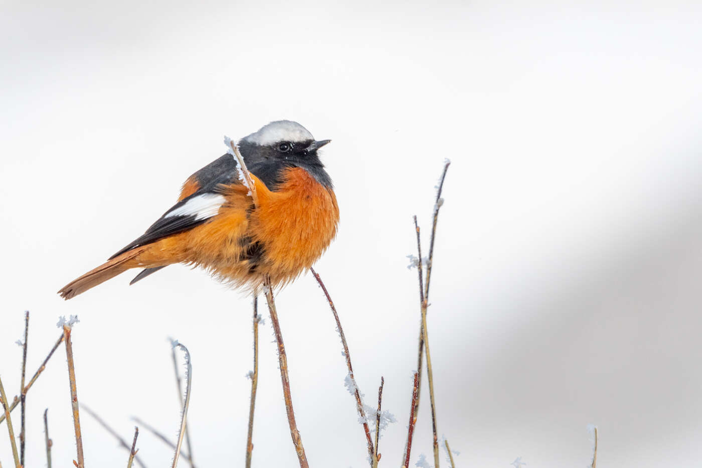 Image of Güldenstädt's Redstart