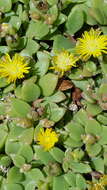 Imagem de Delosperma tradescantioides (Berg.) L. Bol.