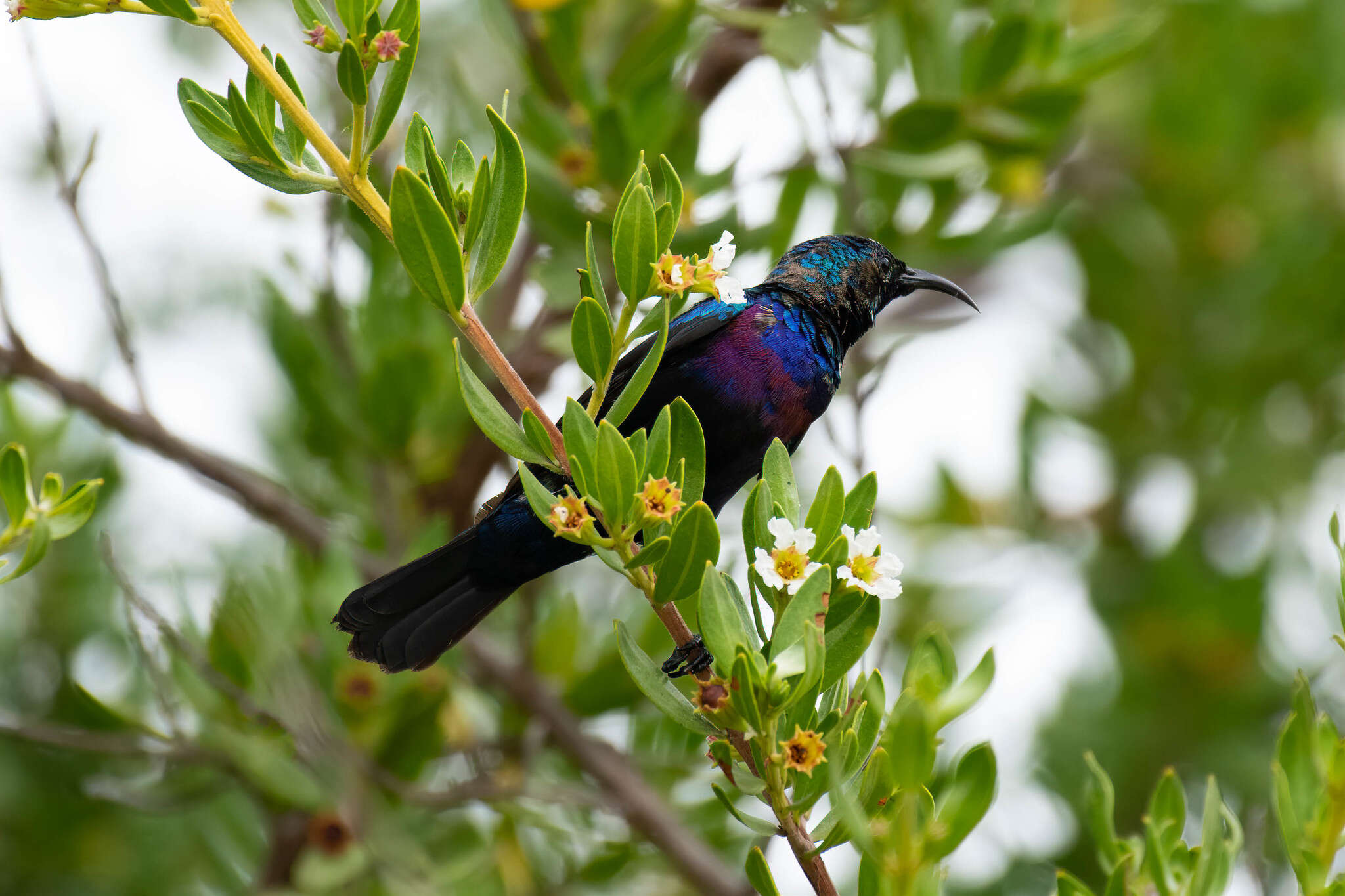 Image of Purple-banded Sunbird