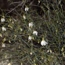 Imagem de Tetratheca efoliata F. Müll.