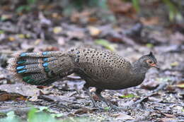 Image of Crested Peacock-pheasant