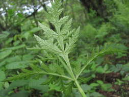 Image of Eleutherospermum cicutarium (M. Bieb.) Boiss.