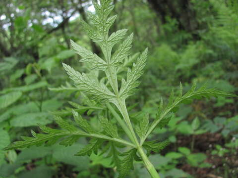 Image of Eleutherospermum