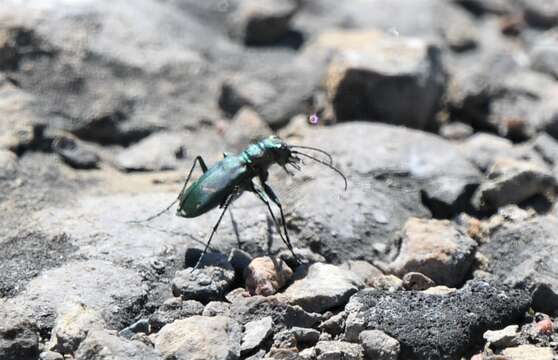 Image of Cicindela (Cicindela) purpurea purpurea A. G. Olivier 1790