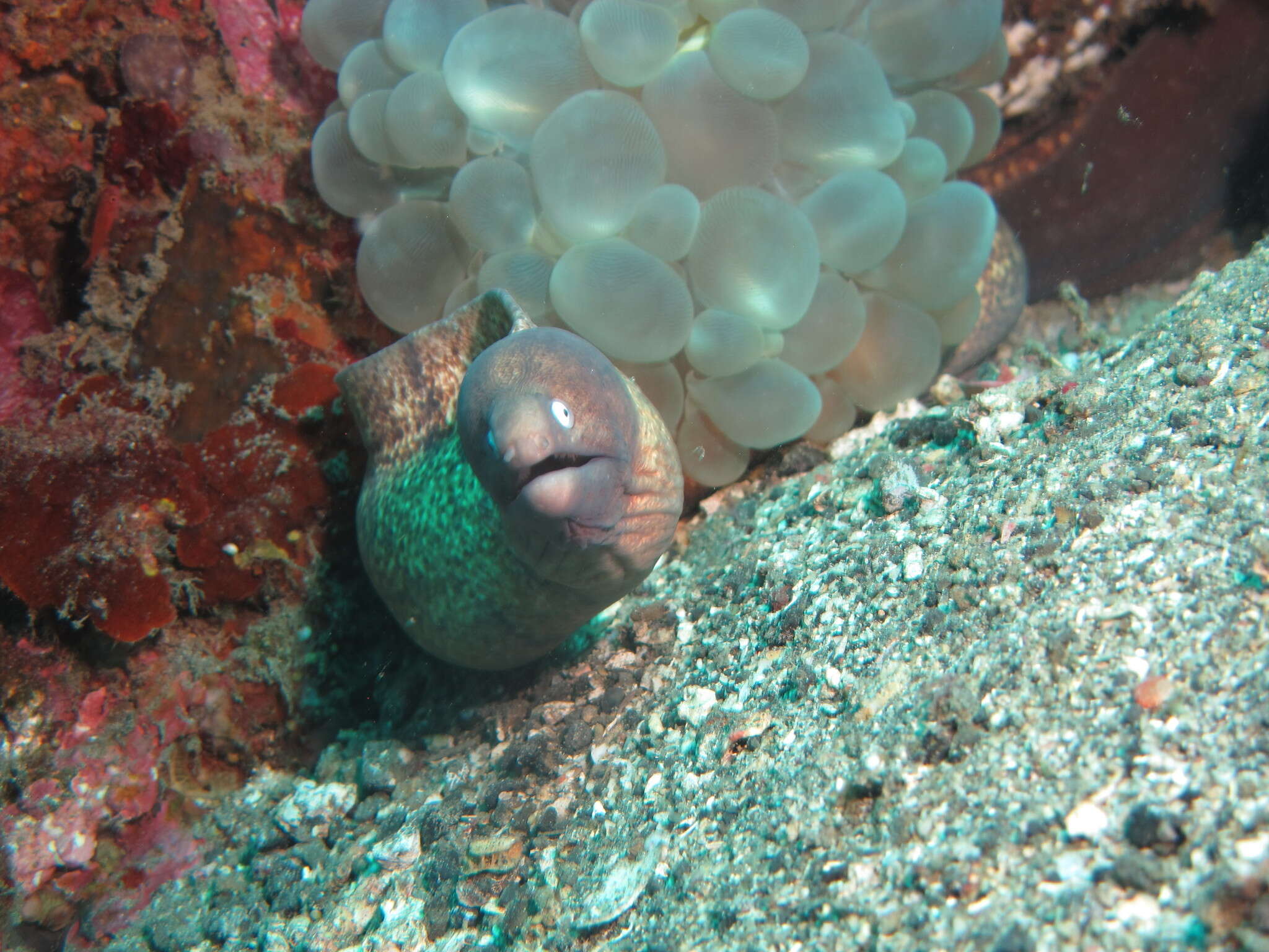 Image of Greyface moray