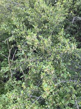 Image of smooth mountain mahogany