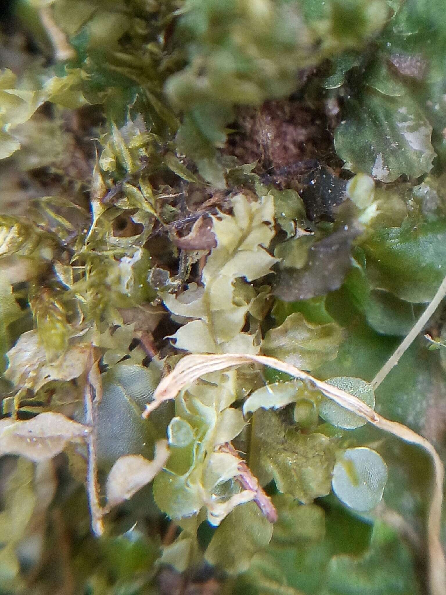 Image of Bifid Crestwort