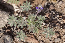 Imagem de Lupinus brevicaulis S. Watson