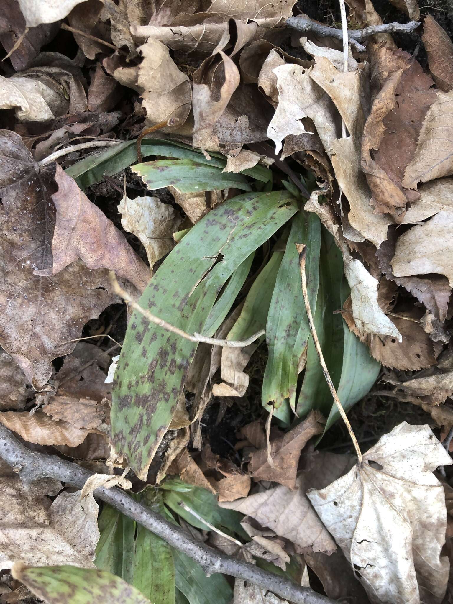 Image of broadleaf sedge