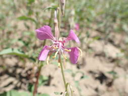 Imagem de Clarkia mildrediae subsp. lutescens L. D. Gottlieb & L. P. Janeway