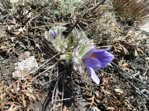 Imagem de Pulsatilla turczaninovii Krylov & Serg.