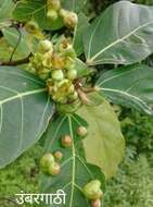 Imagem de Ficus racemosa L.