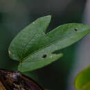 صورة Dalechampia chlorocephala Denis