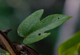 Plancia ëd Dalechampia chlorocephala Denis