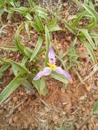 Image de Xerophyta humilis (Baker) T. Durand & Schinz