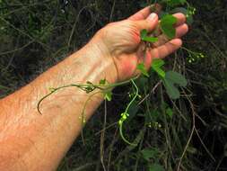 Image de Adenia cissampeloides (Planch. ex Hook.) Harms