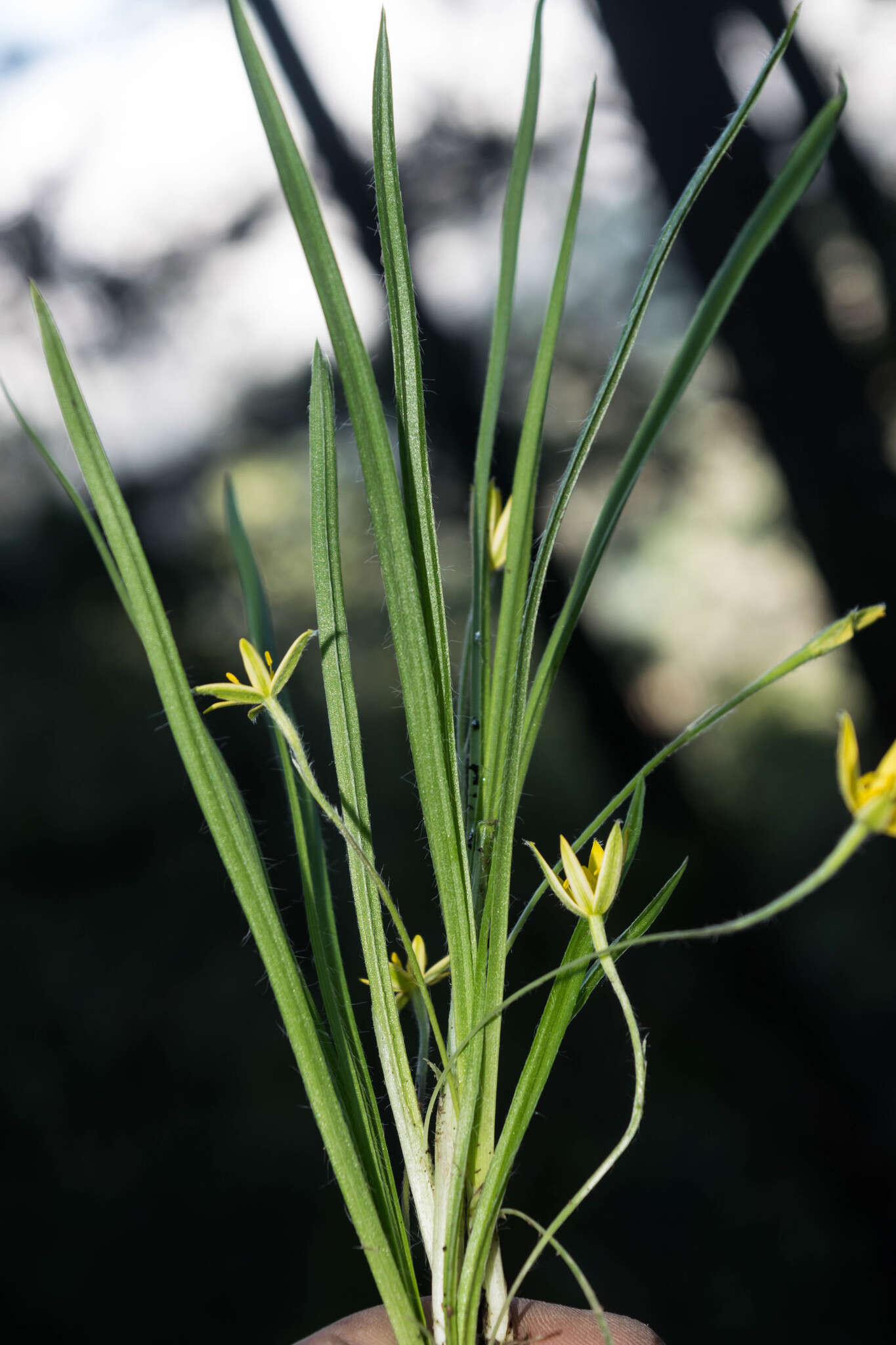 Sivun Hypoxis decumbens L. kuva