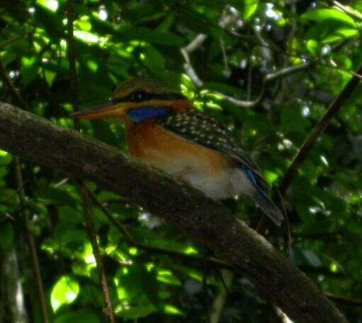 Image of Rufous collared kingfisher