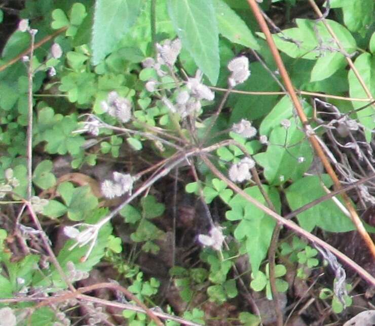 Image of spreading hedgeparsley