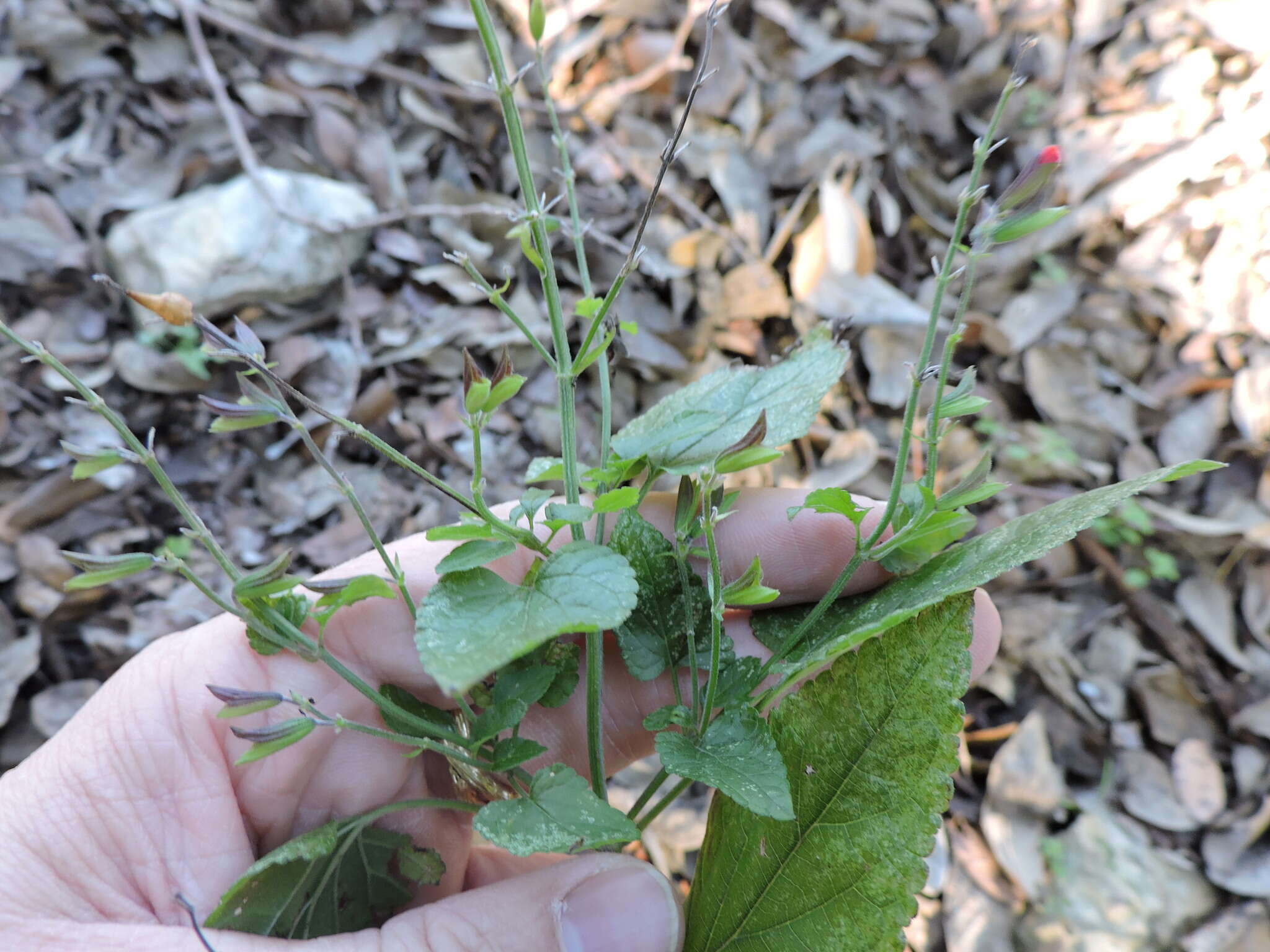 Imagem de Salvia coccinea Buc'hoz ex Etl.