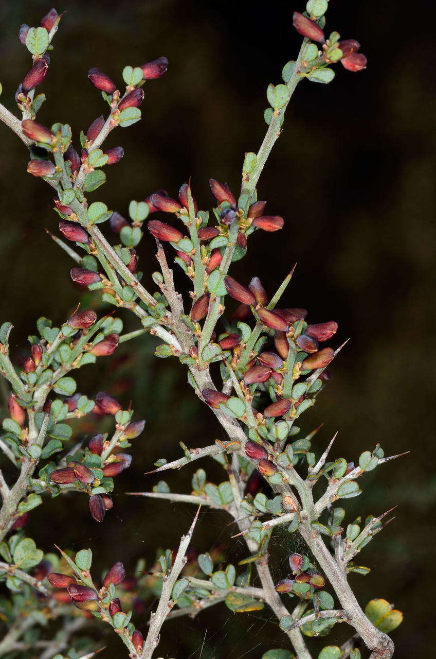 Sivun Bossiaea obcordata (Vent.) Druce kuva