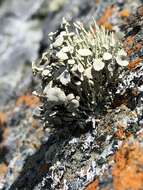 Image of Bouquet Sea-Fog Lichen