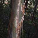 Sivun Leptospermum luehmannii F. M. Bailey kuva