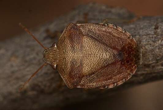 Image of Dendrocoris reticulatus Barber 1911