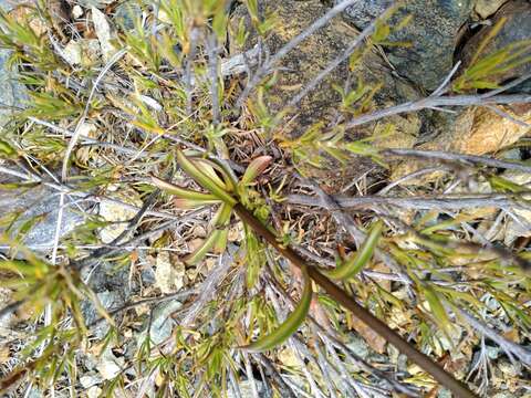 Image of Gentianella stellata Glenny