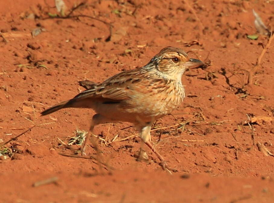 Image of Mirafra africana transvaalensis Hartert 1900