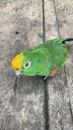 Image of Yellow-crowned Parrot, Yellow-crowned Amazon